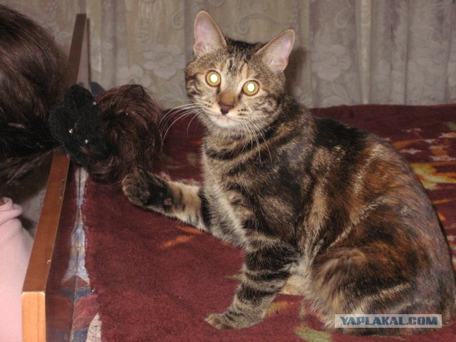 Котовторник, для любителей кошек