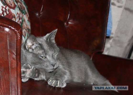 Сонный Котовторник