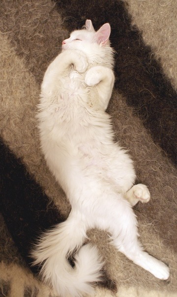 Котовторник (24. 01. 2012 )