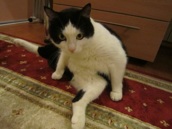 Котовторник (14.02.2012)