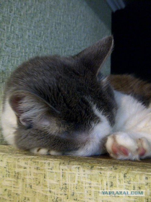 КОТОВТОРНИК (6.03.2012)