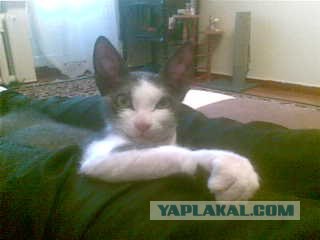 Котовторник! 13.03.2012