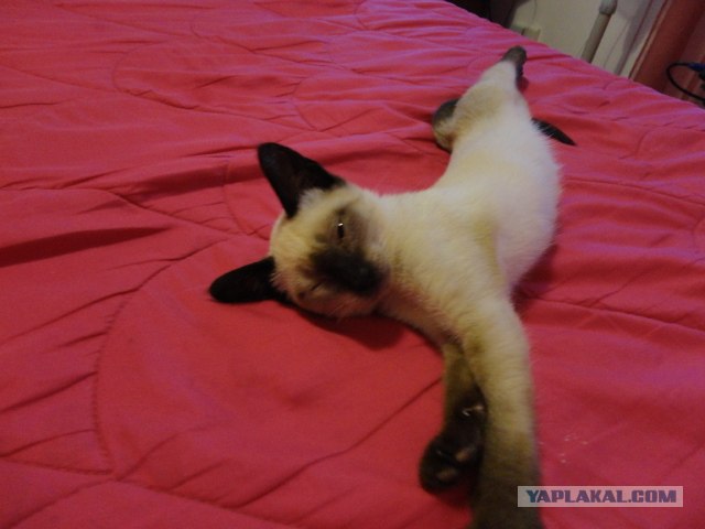 Котовторник 24.07.2012