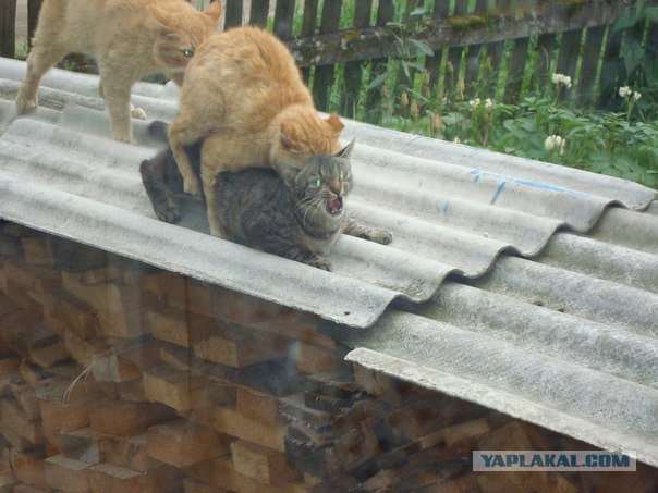 Котовторник 07.08.2012