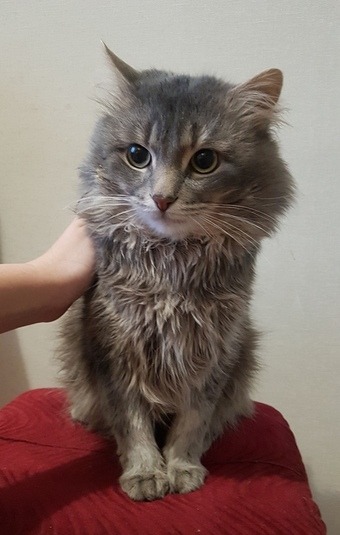 Забавные картинки с котами из сети