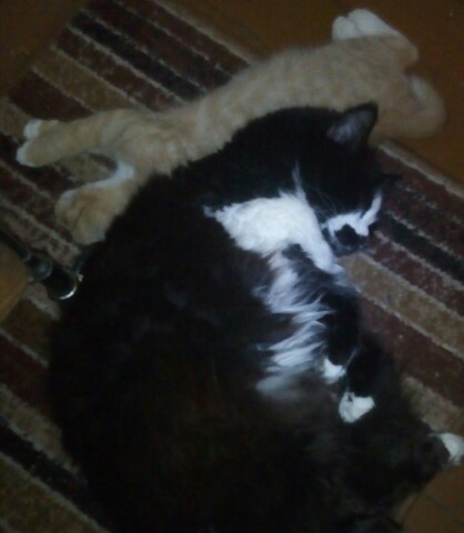 Котовторник