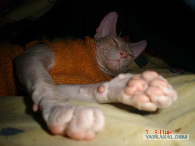 Самая страшная кошка