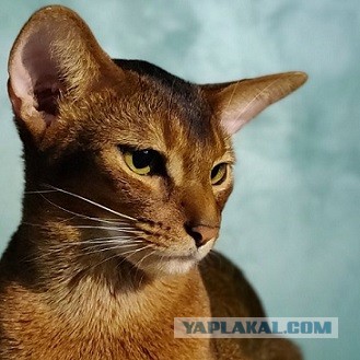 Котовторник. Добавляйте своих