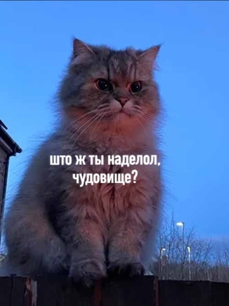 Весёлый полтишок 18.07