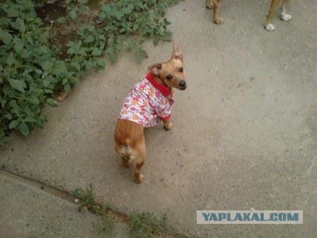 Фокус с хвостом! Кто сможет повторить..?