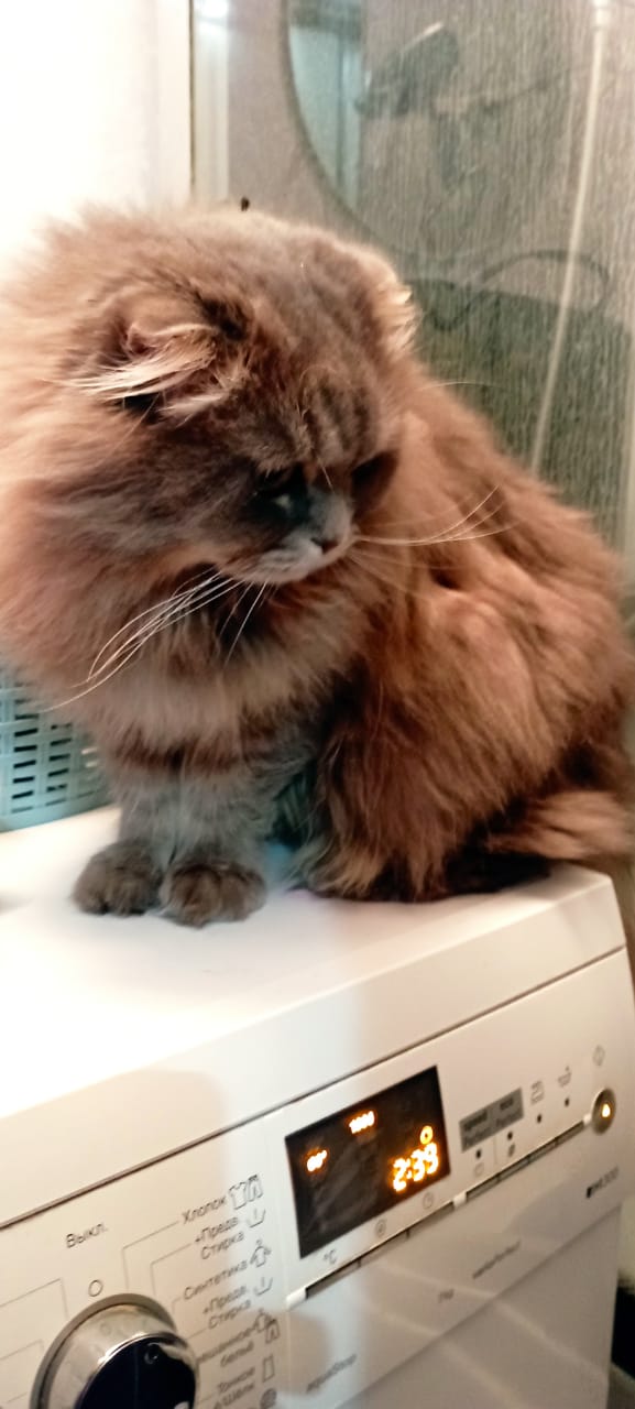 Отжим коту не помеха