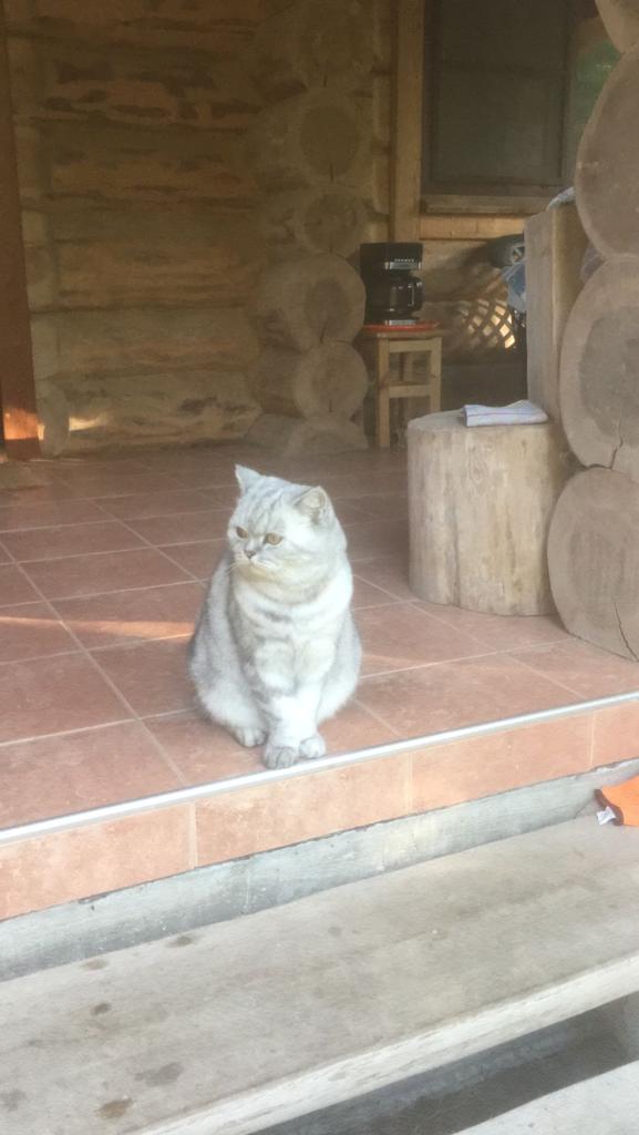 Вторник, ваши коты и кошки в студию