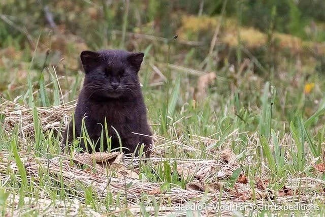 Кодкод: Ровные дырочки на шее добычи. Как маленький дикий котик заставил думать местных жителей, что он вампир