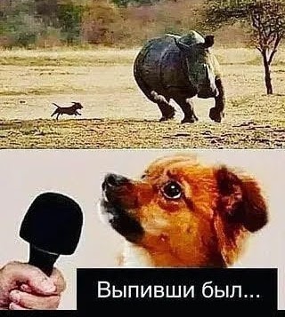 Это разборка африканская!