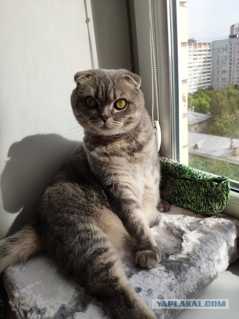 Пополнение в семье!