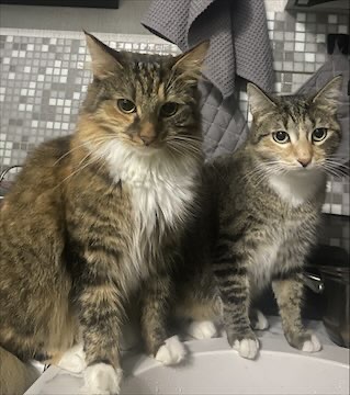 Котовторник 05/11/2024