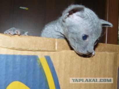 Ликбез по кошачьим породам.