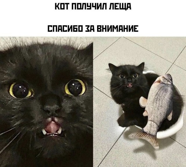 К котовторнику: подборка картинок-баянов с котиками и про котиков. Выпуск 10