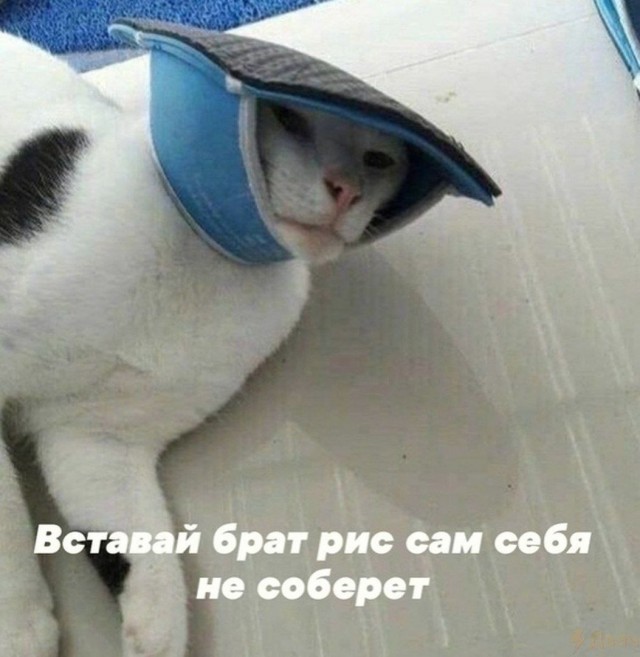 Подборка картинок-баянов с котиками и про котиков. Выпуск 34.