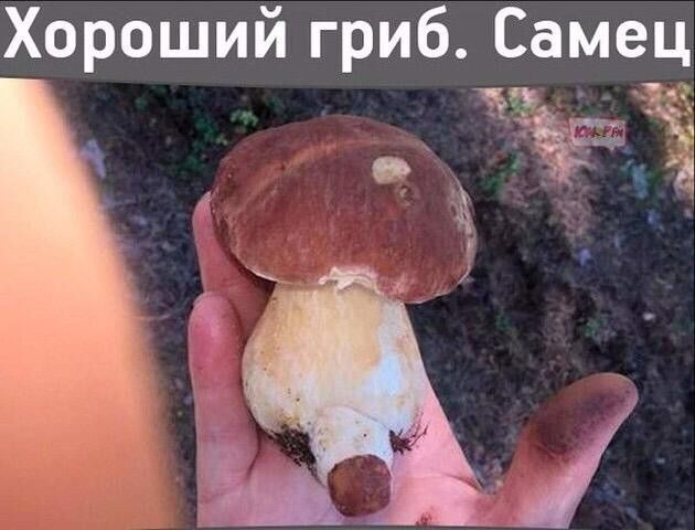 Картинки для деградации 260 (разной степени свежести)