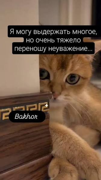 Коты и таблетки
