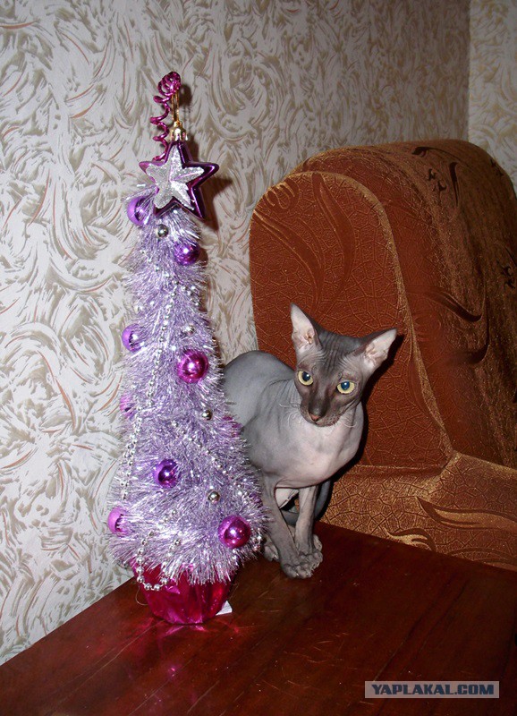 Котовторник   31.12.  2013