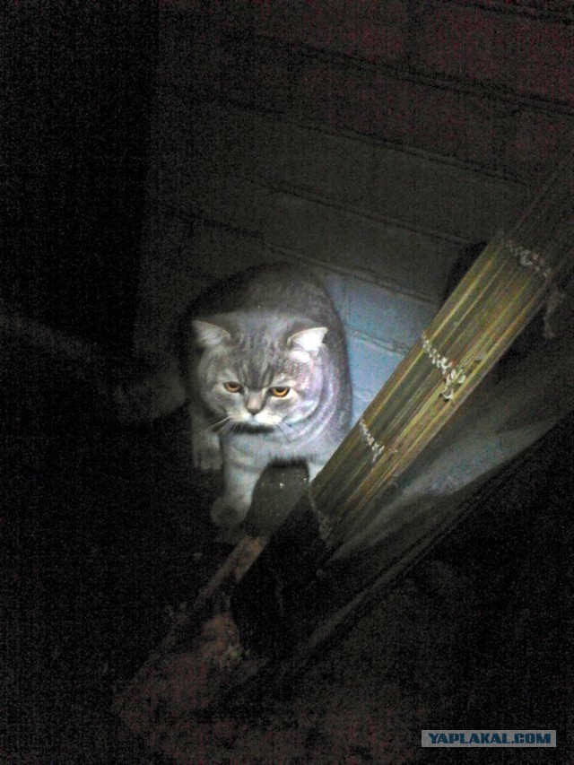 Котовторник  08.04.2014