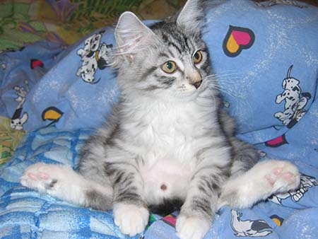 Котовторник 22.07.14