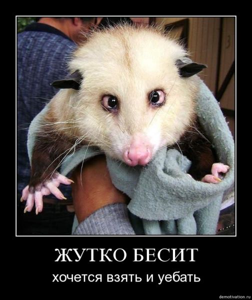 Картинок пачка
