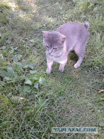 Котовторник