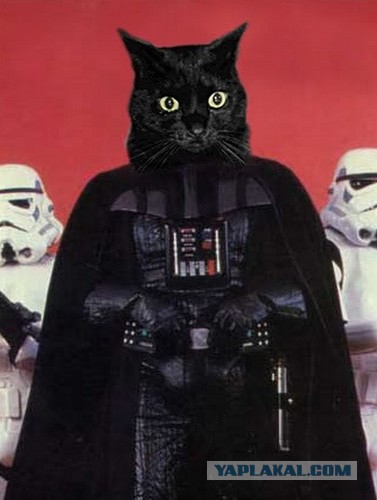 Space Cats