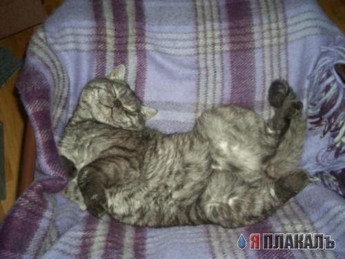 Коты, кошки, котята