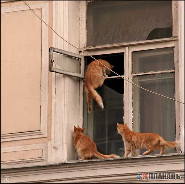 Коты, кошки, котята