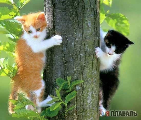 Коты, кошки, котята