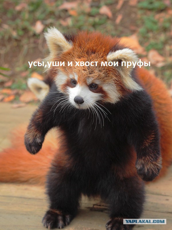 Ну, кто еще сказал "баян", не дав пруфа?!