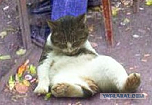 Скамейки Убийцы!