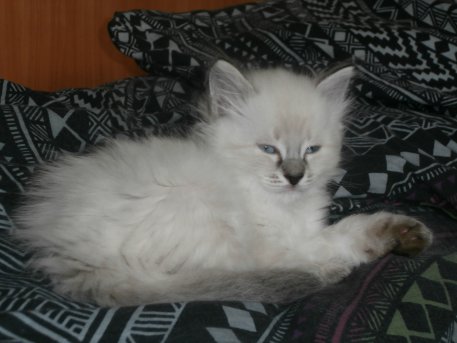 Котовторник 27.09.16