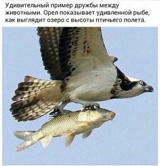 Кот спас курицу