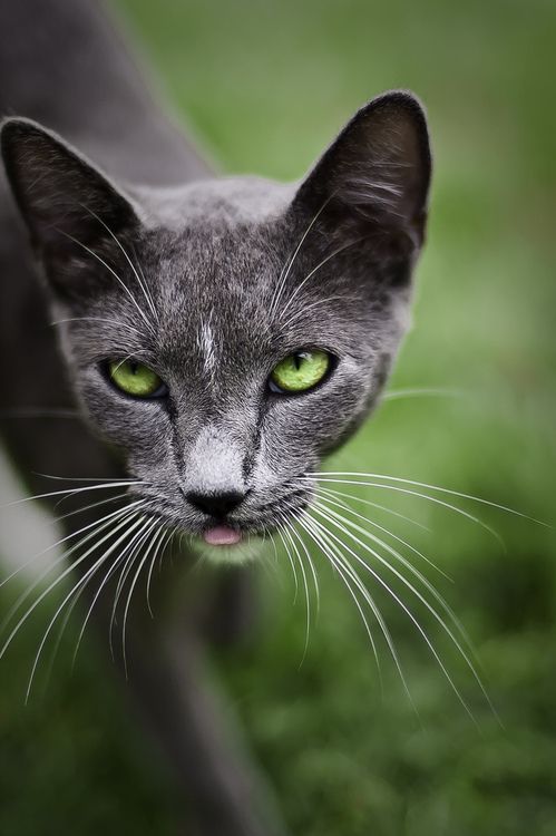 Коты из сети