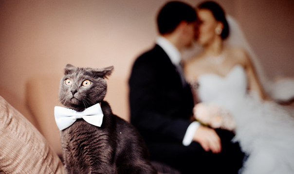 Коты и Кошки