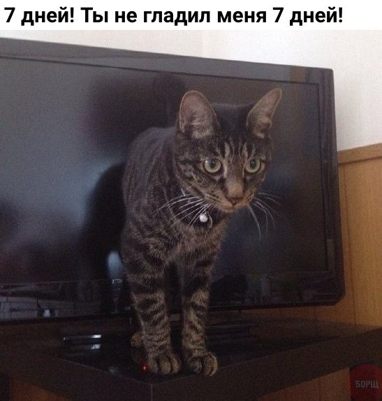 Коты и Кошки