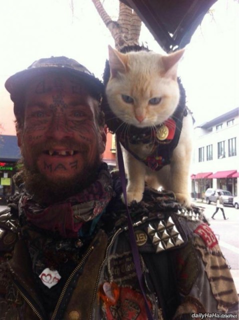 Коты и Кошки