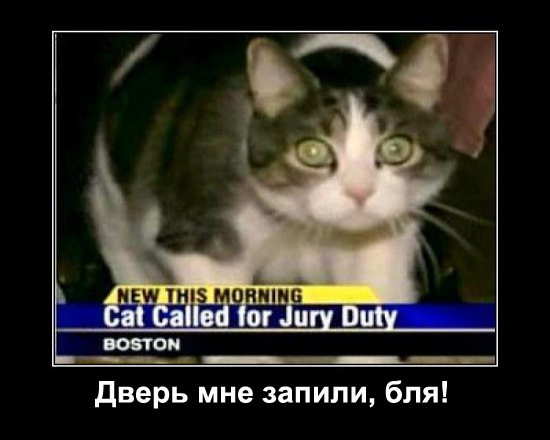 Встать! Кот идет!