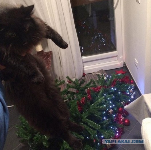 Фотографии кошек на новогодних елках начинают заполнять интернет