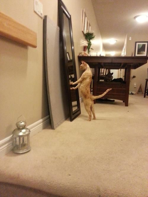 Фотобомбы котов