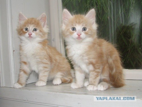 Котовторник на ЯПлакалъ (03.06), котята (31 шт)