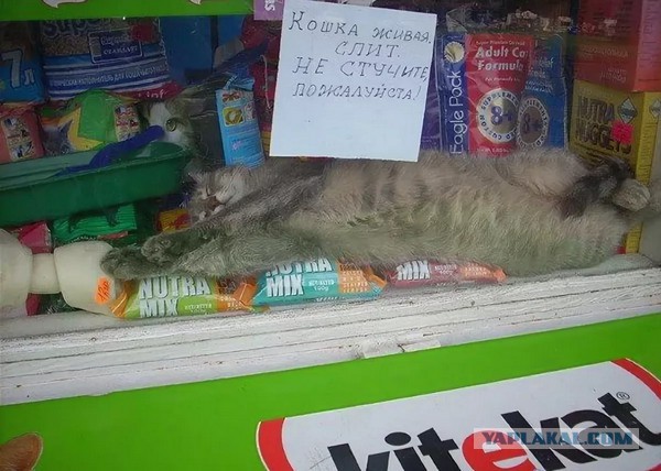 Кот зашёл в мясную лавку и стал выбирать мясо, пока продавец не предложил то, что он хотел