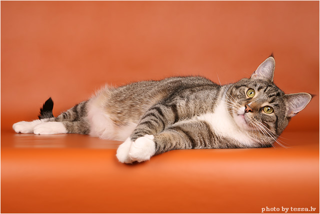 Котовторник на 6 июля