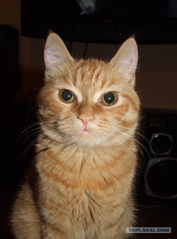 Котовторник, 19 октября