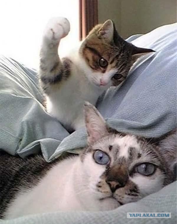 Котовторник на середину июня